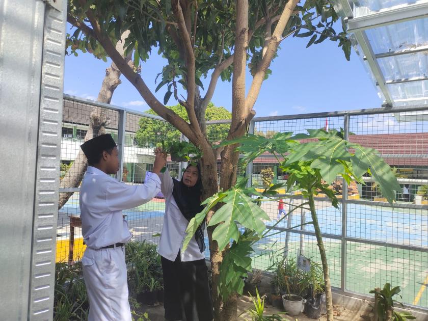Toga Pegagan, Murid MTs Negeri 3 Sleman Manfaatkan Sebagai Obat Pusing dan Turun Panas
